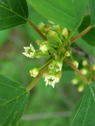 European Buckthorn