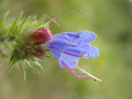 Vipers Bugloss