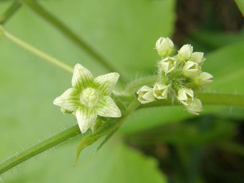 Bur-cucumber
