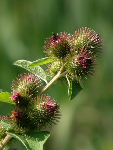 Common Burdock