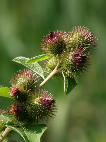 Common Burdock flowers