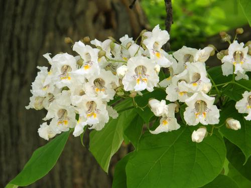 Common Catalpa