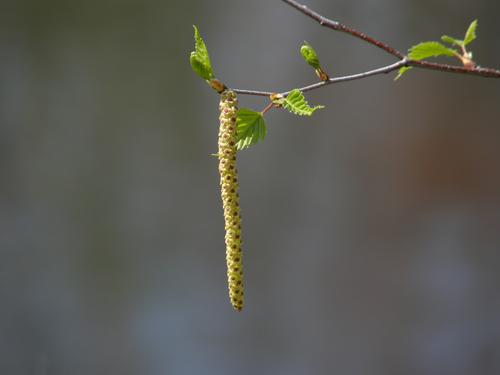 Gray Birch