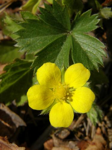 Common Cinquefoil