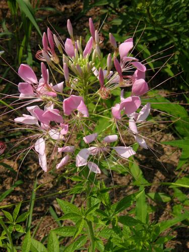 Spider Flower