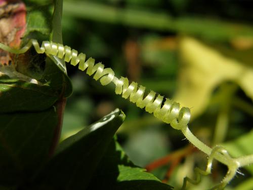 Bur-cucumber (Sicyos angulatus) tendril at Mine Falls Park in Nashua, New Hampshire