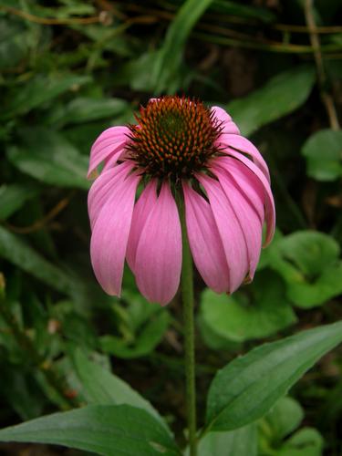 Purple Coneflower