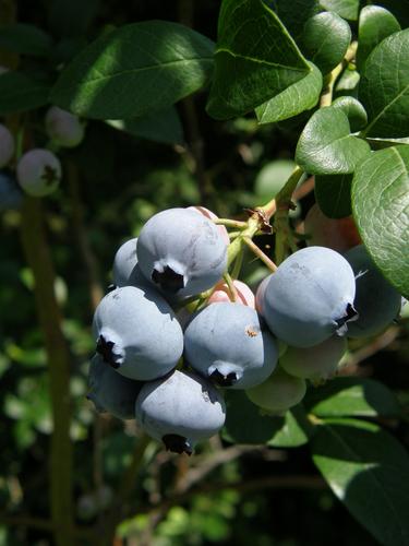 Highbush Blueberry