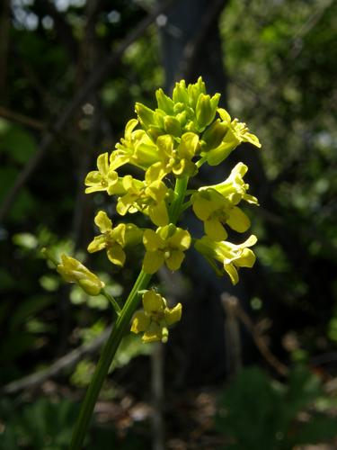 Common Wintercress