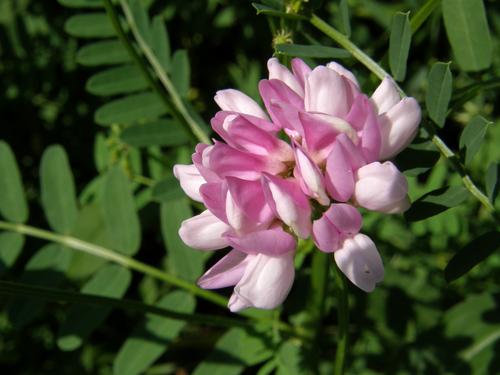 Crown Vetch