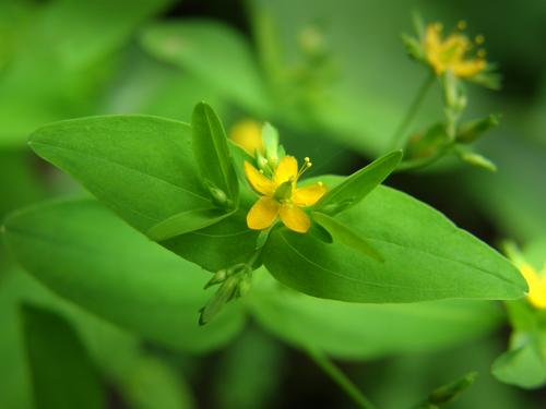 Dwarf St Johns Wort