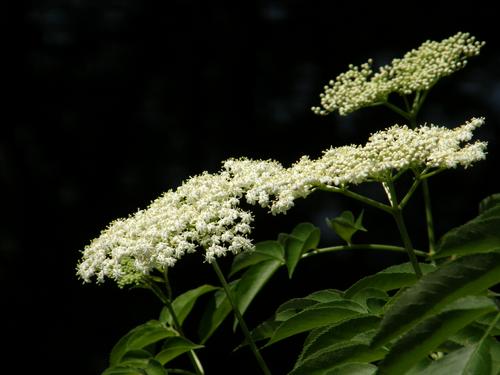 Common Elder