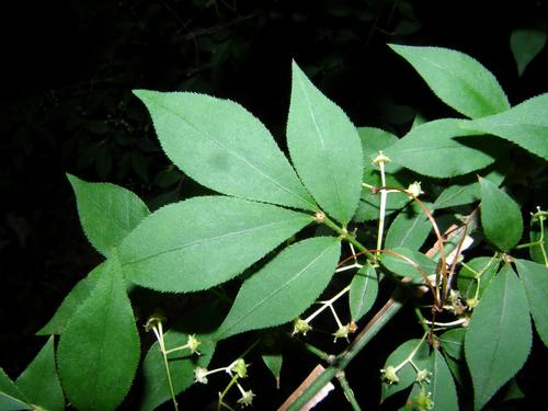 Winged Euonymus (Euonymus alata)