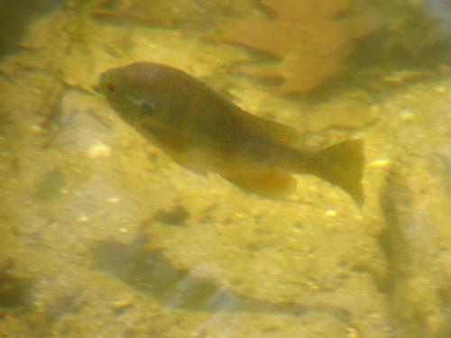 sunfish in the Nashua Canal