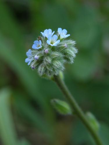 Strict Forget-me-not (Myosotis stricta)