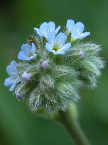 Strict Forget-me-not (Myosotis stricta)