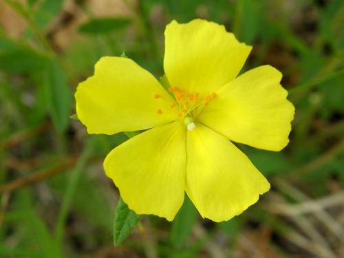 Frostweed (Helianthemum canadense)