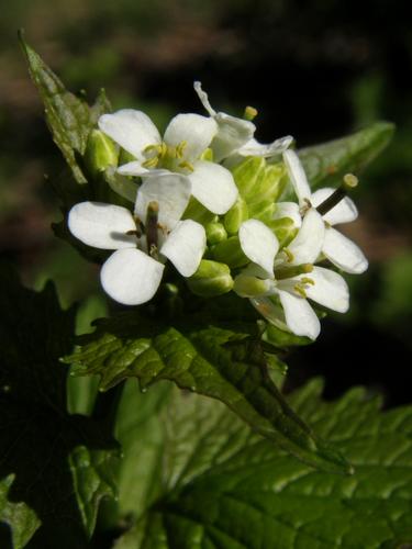 Garlic Mustard (Alliaria petiolata)