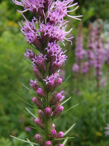 Cat-tail Gayfeather