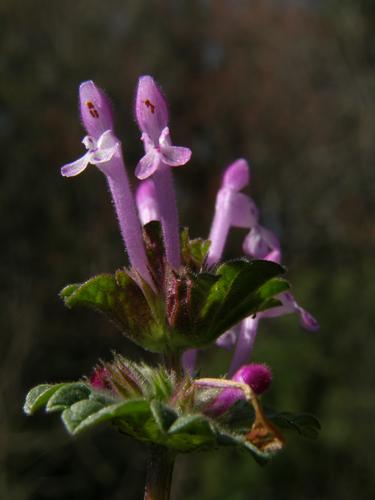 Henbit