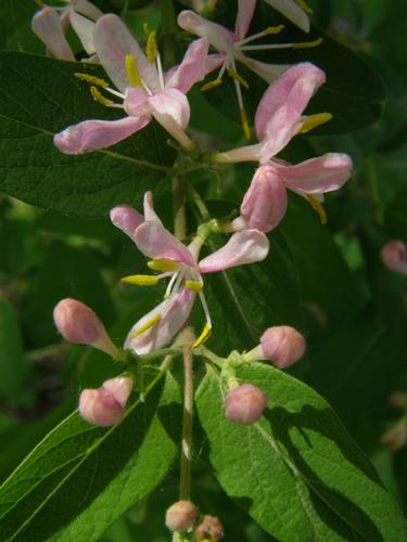 Tartarian Honeysuckle