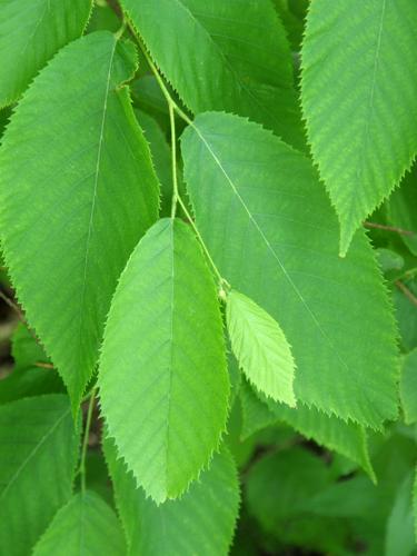 American Hop-hornbeam