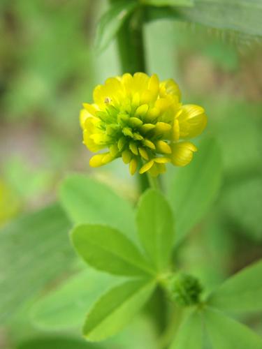 Hop Clover