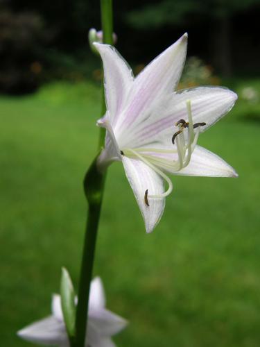 Hosta