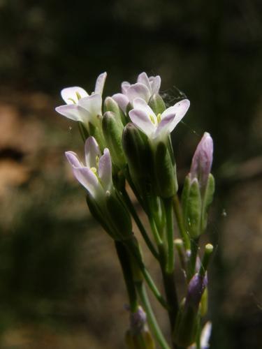 Long-leaved Bluets