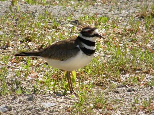 Killdeer (Charadrius vociferus)