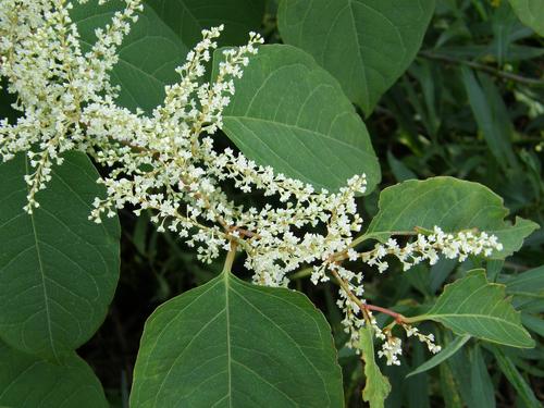 Japanese Knotweed