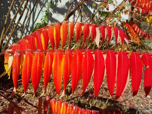 Staghorn Sumac (Rhus typhina)