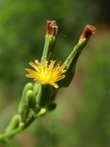 Wild Lettuce