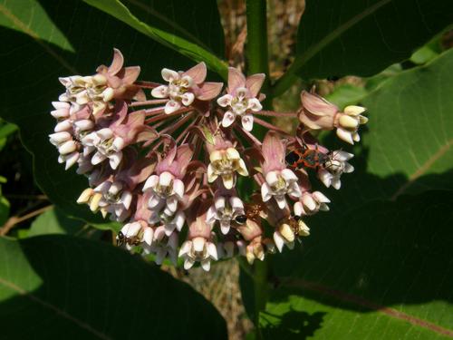 Common Milkweed
