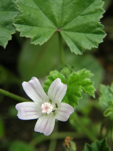 Common Mallow