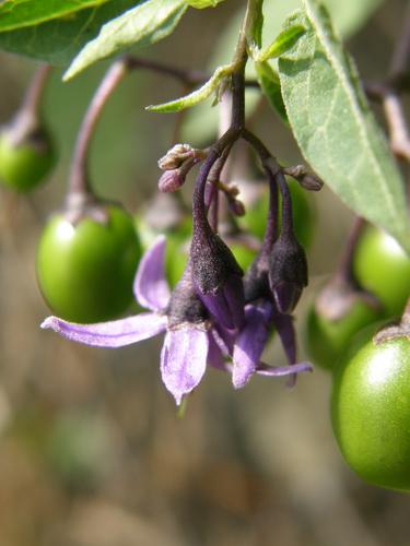 Bittersweet Nightshade
