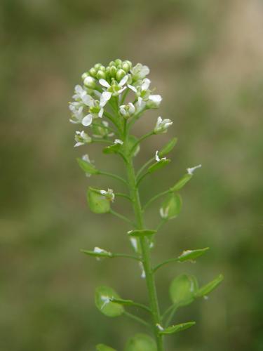 Wild Peppergrass