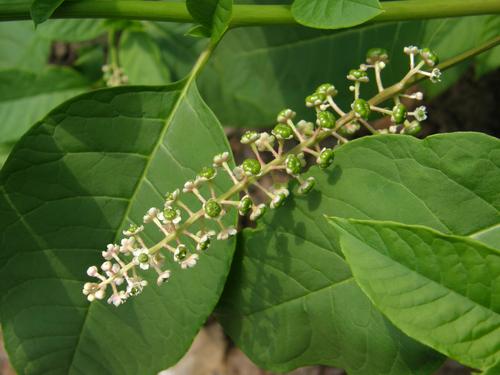 Pokeweed