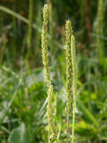 Common Plantain