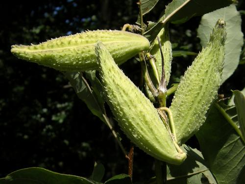 Milkweed seed pods