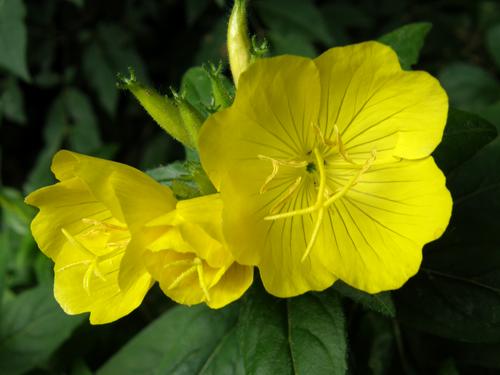 Garden Evening Primrose