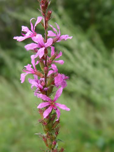 Purple Loosestrife