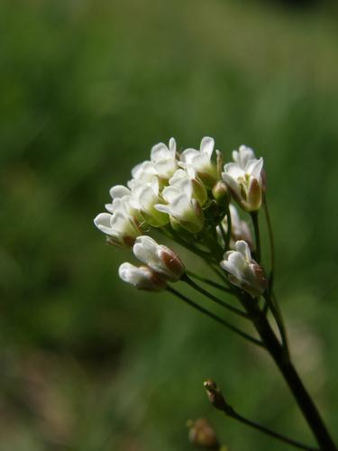 Shepherds Purse