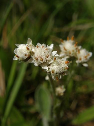 Plantain-leaved Pussytoes