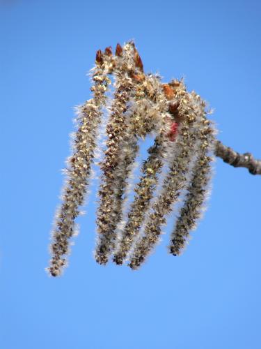 Quaking Aspen flowers