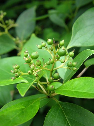 Gray-stemmed Dogwood (Cornus racemosa)