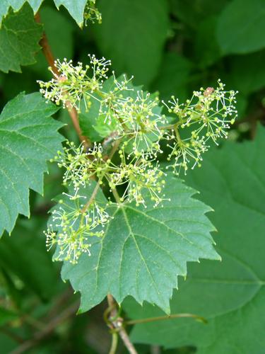 Riverside Grape
