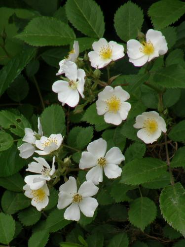 Multiflora Rose