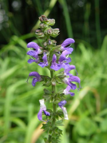 Perennial Salvia