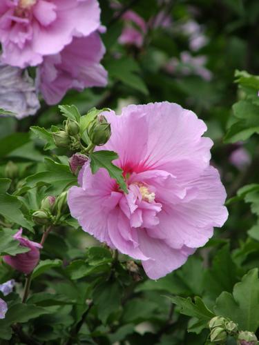 Rose of Sharon (Hibiscus syriacus)